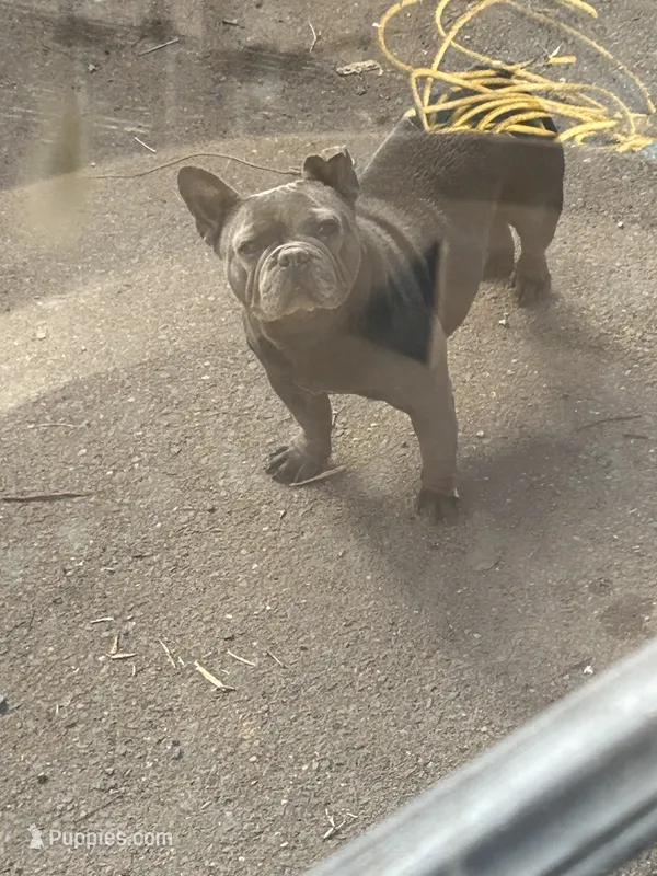 Girdy  – French Bulldog puppy for sale in New Haven, CT