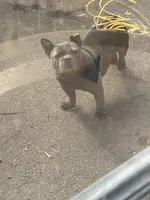 Girdy , a female French Bulldog for sale in New Haven, CT – 1 of 3