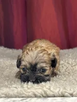 Dali, a female Shihpoo for sale in New Haven, CT – Photo 3 of 7
