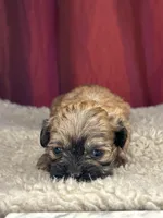 Dali, a female Shihpoo for sale in New Haven, CT – Photo 2 of 7