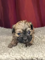 Dali, a female Shihpoo for sale in New Haven, CT – Photo 6 of 7