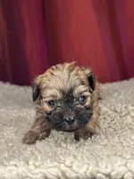 Dali, a female Shihpoo for sale in New Haven, CT – Photo 5 of 7