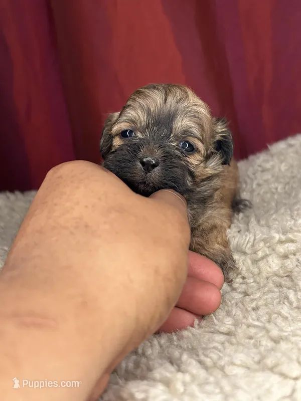 Dali – Shihpoo puppy for sale in New Haven, CT