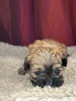 Dali, a female Shihpoo for sale in New Haven, CT – Photo 4 of 7