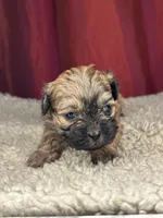 Dali, a female Shihpoo for sale in New Haven, CT – Photo 7 of 7