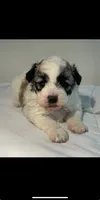 Daisy, a female Shih Tzu for sale in New Haven, CT – 4 of 9