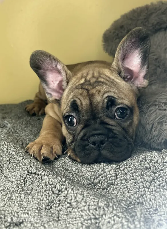 Shella  – French Bulldog puppy for sale in New Haven, CT