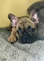 Shella , a female French Bulldog for sale in New Haven, CT – 1 of 7