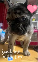 Bella, a female French Bulldog for sale in New Haven, CT – Photo 4 of 4