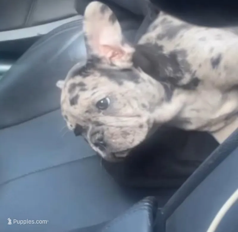 Bella – French Bulldog puppy for sale in New Haven, CT