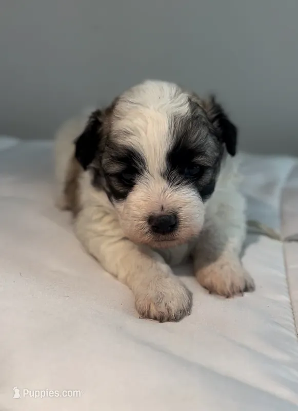Daisy – Shih Tzu puppy for sale in New Haven, CT