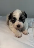 Daisy, a female Shih Tzu for sale in New Haven, CT – 1 of 9