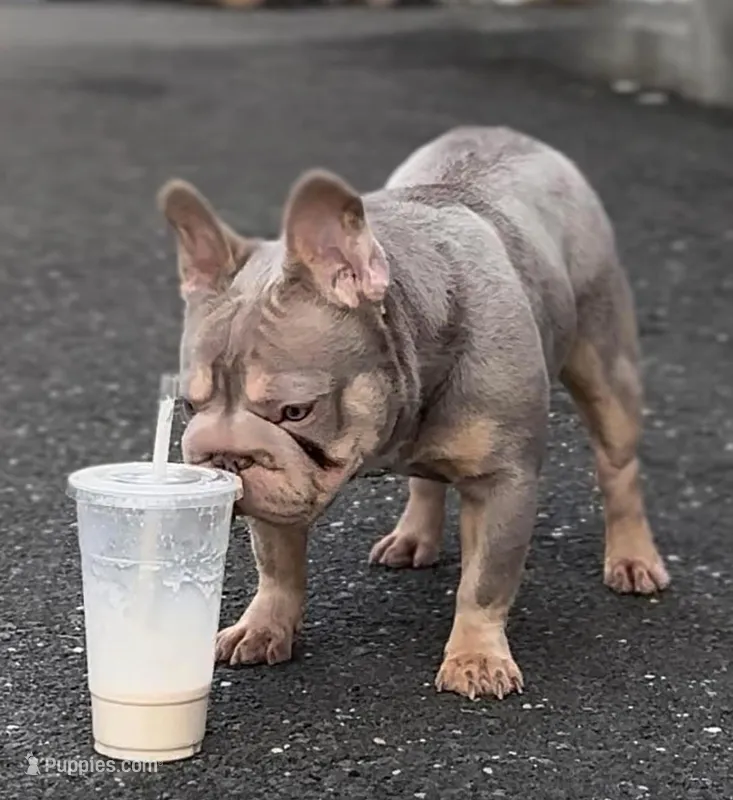 Ropey  – French Bulldog puppy for sale in New Haven, CT
