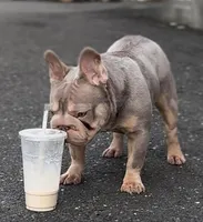 Ropey , a male French Bulldog for sale in New Haven, CT – 1 of 3