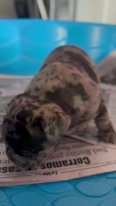 Milo, a male French Bulldog for sale in New Haven, CT – 4 of 4