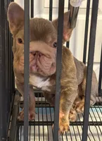 Ropey , a male French Bulldog for sale in New Haven, CT – 3 of 3