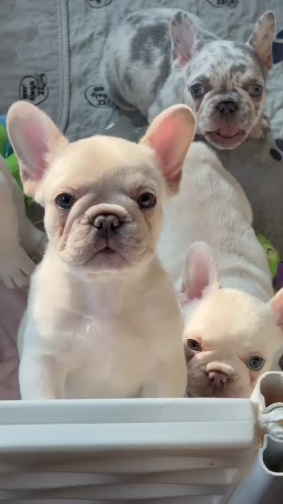 Chica, a female French Bulldog for sale in New Haven, CT – 4 of 4