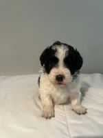 Lulu, a female Shih Tzu for sale in New Haven, CT – 5 of 6