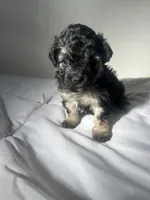 Mocha, a female Shih Tzu for sale in New Haven, CT – 3 of 8