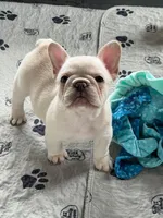 Chica, a female French Bulldog for sale in New Haven, CT – 3 of 4