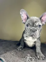 processed/c1f5c8ce-e00f-446a-b478-167858acc119/listing/944ed67e-5e5e-4897-b9c9-4eb9f9235702/1cb8a9e0-a7b5-47c3-987a-dee831b7682b