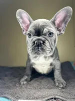 processed/c1f5c8ce-e00f-446a-b478-167858acc119/listing/944ed67e-5e5e-4897-b9c9-4eb9f9235702/55f8110b-1ec0-4d19-9430-e90855ecc611