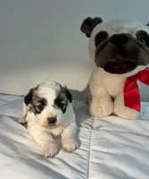 Daisy, a female Shih Tzu for sale in New Haven, CT – 5 of 9