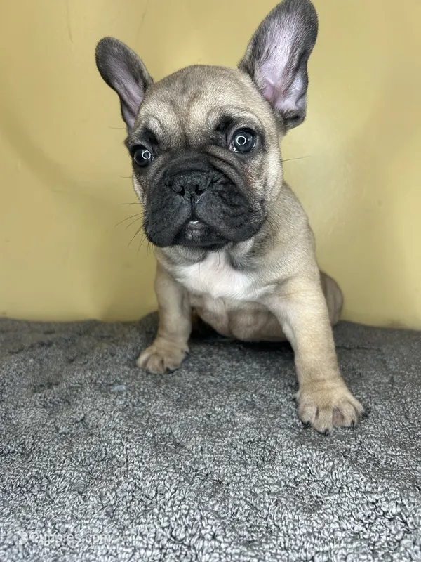 Storm HOLIDAY SALE!!!!