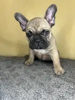 processed/c1f5c8ce-e00f-446a-b478-167858acc119/listing/96b0b60e-d35a-4abc-b319-f42b0b0d4ba6/e3e75e76-d7f3-43e3-aeb0-0ffe8d386240