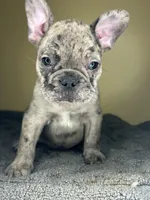 Hugo, a male French Bulldog for sale in New Haven, CT – Photo 7 of 9