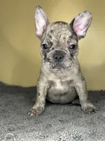 Hugo, a male French Bulldog for sale in New Haven, CT – Photo 4 of 9