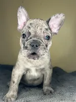 Hugo, a male French Bulldog for sale in New Haven, CT – Photo 5 of 9