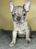 Hugo, a male French Bulldog for sale in New Haven, CT – Photo 1 of 9