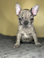 Hugo, a male French Bulldog for sale in New Haven, CT – Photo 3 of 9