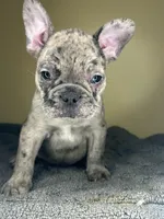 Hugo, a male French Bulldog for sale in New Haven, CT – Photo 8 of 9