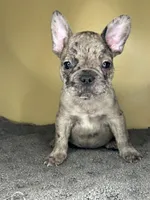 Hugo, a male French Bulldog for sale in New Haven, CT – Photo 2 of 9