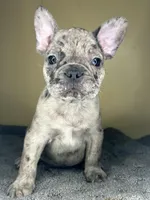 Hugo, a male French Bulldog for sale in New Haven, CT – Photo 6 of 9