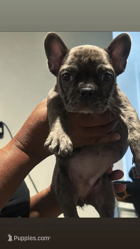 Ella – French Bulldog puppy for sale in New Haven, CT