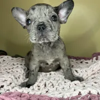 Suzi, a female French Bulldog for sale in New Haven, CT – Photo 7 of 7