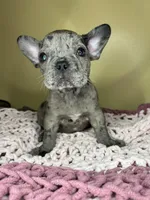 Suzi, a female French Bulldog for sale in New Haven, CT – Photo 7 of 7