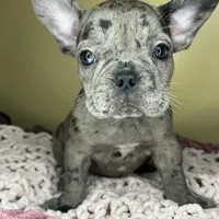 Suzi, a female French Bulldog for sale in New Haven, CT – Photo 2 of 7