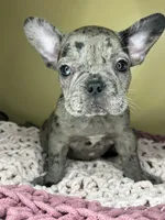 Suzi, a female French Bulldog for sale in New Haven, CT – Photo 2 of 7