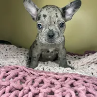 Suzi, a female French Bulldog for sale in New Haven, CT – Photo 4 of 7