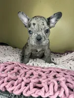 Suzi, a female French Bulldog for sale in New Haven, CT – Photo 4 of 7