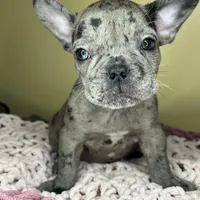 Suzi, a female French Bulldog for sale in New Haven, CT – Photo 3 of 7