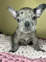 Suzi, a female French Bulldog for sale in New Haven, CT – Photo 3 of 7