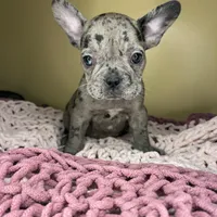 Suzi, a female French Bulldog for sale in New Haven, CT – Photo 6 of 7