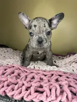 Suzi, a female French Bulldog for sale in New Haven, CT – Photo 6 of 7
