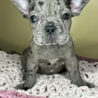 Suzi, a female French Bulldog for sale in New Haven, CT – Photo 5 of 7