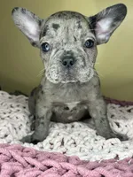 Suzi, a female French Bulldog for sale in New Haven, CT – Photo 5 of 7